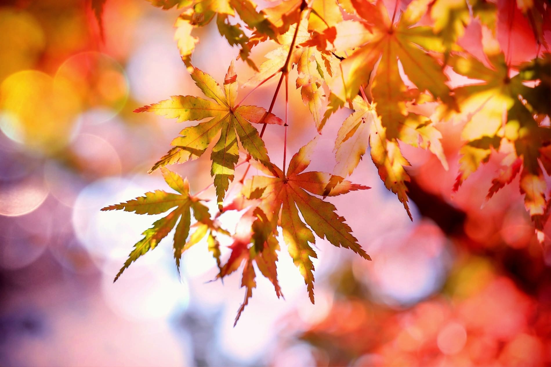 Fall Themed Marketing